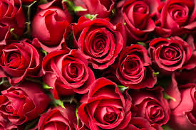 TIPS ON FLOWERS OF VALENTINE’S DAY CONVEY A SPECIFIC MESSAGE